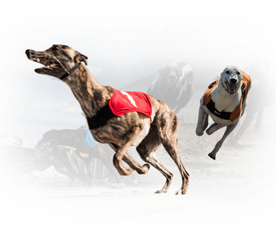  Greyhound Betting App Developer